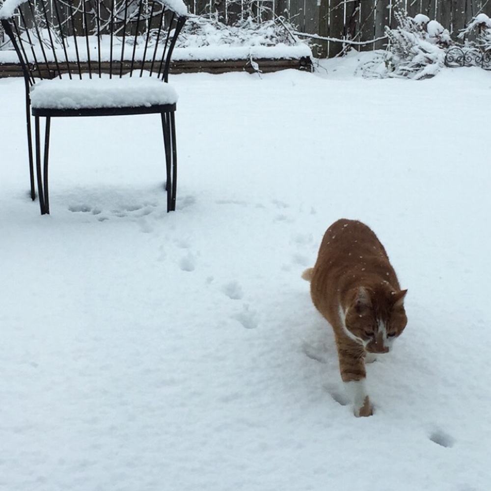 Meet your Posher, Anna